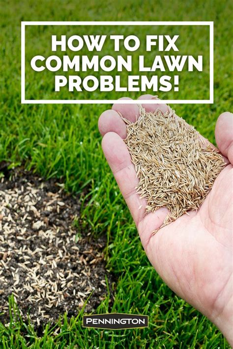 How To Fix The Most Common Lawn Problems Lawn Problems Lawn And Landscape Lawn And Garden