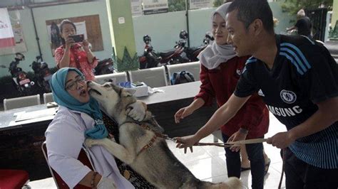 Rabies Bisa Ancam Lombok Timur Pengiriman Hewan Ternak Diperketat