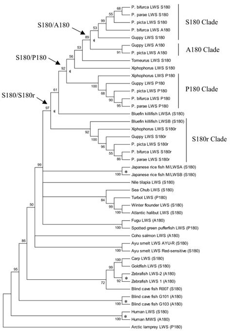 Phylogenetic Analysis Of LWS Opsin Genes A Maximum Parsimony MP