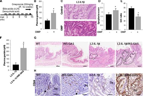 Figure 1 From Gastrin Stimulates A Cholecystokinin 2 Receptor Expressing Cardia Progenitor Cell