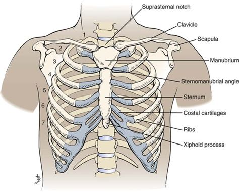 Acquire Anatomy Bones Chest Free Photos - Www