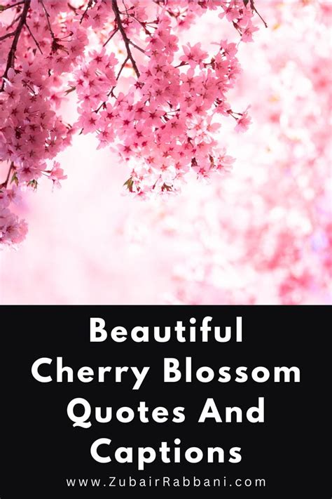 Beautiful Cherry Blossom Quotes And Captions In Cherry Blossom