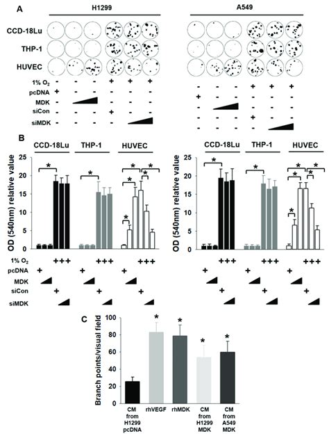 Mdk Promoted Endothelial Cell Migration And Angiogenesis In Nsclc Cells Download Scientific