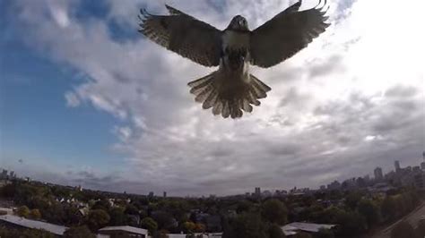 Watch Hawk Attacks Drone To Defend Its Territory