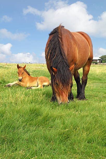 100+ Ardennes Horse Stock Photos, Pictures & Royalty-Free Images - iStock