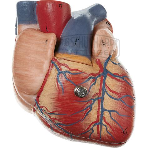 Herz Modell Somso Organe Und Organsysteme Biologie Lehrmittel
