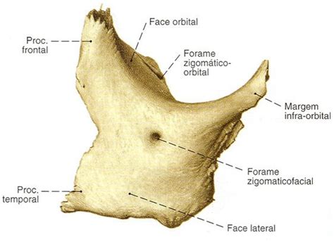 Zigomático Vista Lateral Anatomia ossos Aula de anatomia Anatomia