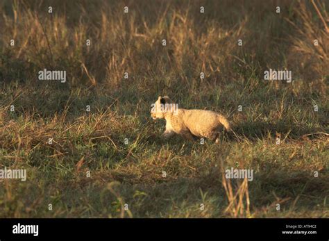 Young lion cub running away Stock Photo - Alamy