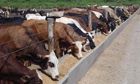 En San Luis El Engorde A Corral Es Una Alternativa Rentable Ganados And Carnes