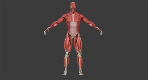 Full Human Muscle Anatomy Medical Edition 3d Model Cgtrader