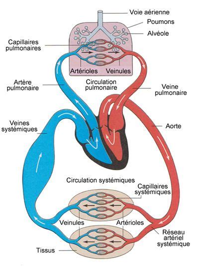 Systeme Cardio Vasculaire Anatomie