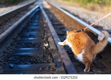 792 Back View Cat Walking Images Stock Photos 3D Objects Vectors