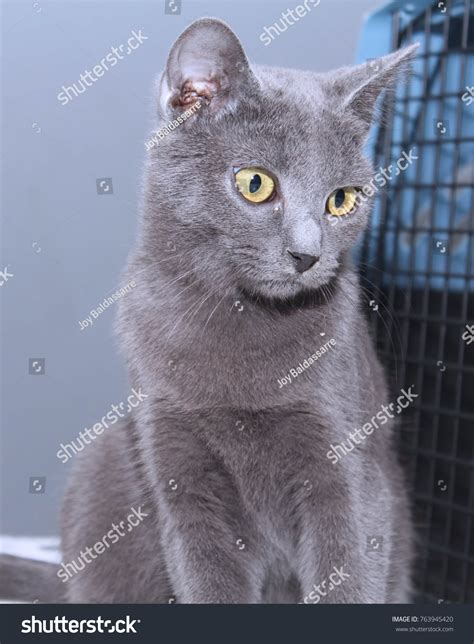 Russian Blue Yellow Eyes