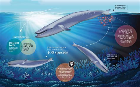 Under Threat The Blue Whale Sri Lankas Unorthodox Whale Underwater360