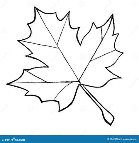 Maple leaf sketch stock illustration. Illustration of maple - 13426506