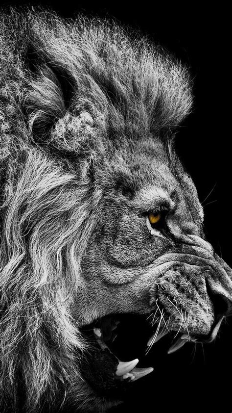 Dibujo Le N Fondo Negro Leon Blanco Felinos Dibujos De Leones The