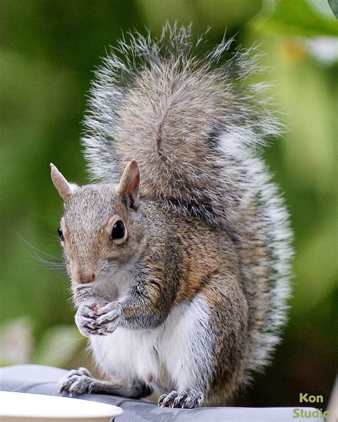 Eastern Gray Squirrel Imagine Our Florida Inc