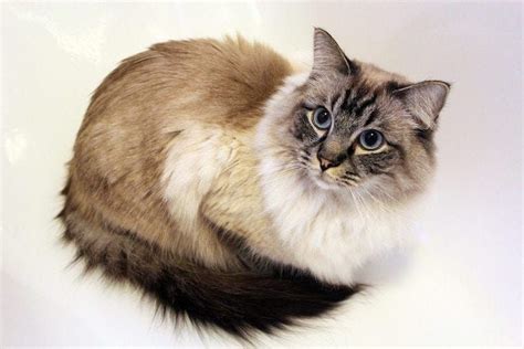 8 Striking Colorpoint Cat Breeds Learn More On Litter Robot Blog