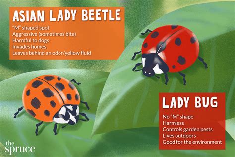 What Are Asian Lady Beetles And How Do You Control Them Lady Beetle