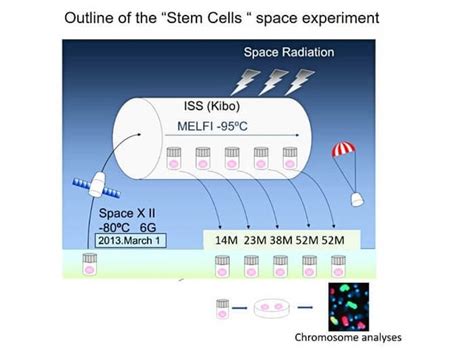 ISS experiments reveal risks for future human space flights ...