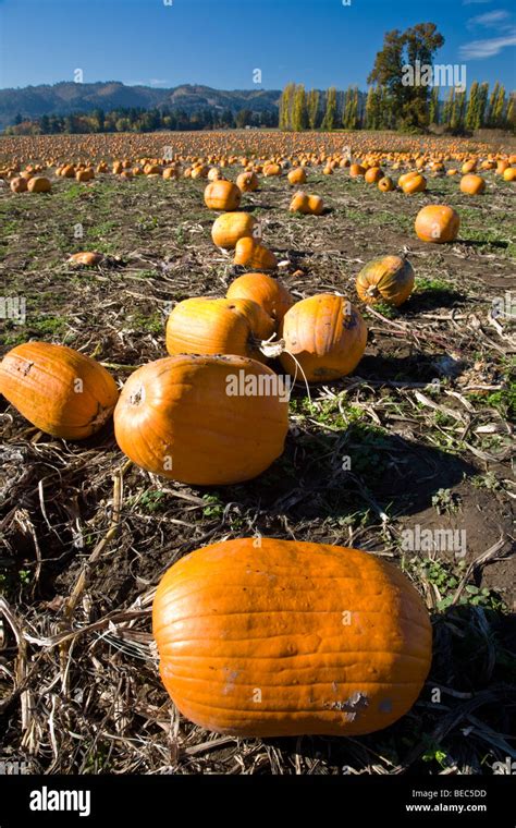 Sauvie Island Pumpkin Patch Hi Res Stock Photography And Images Alamy