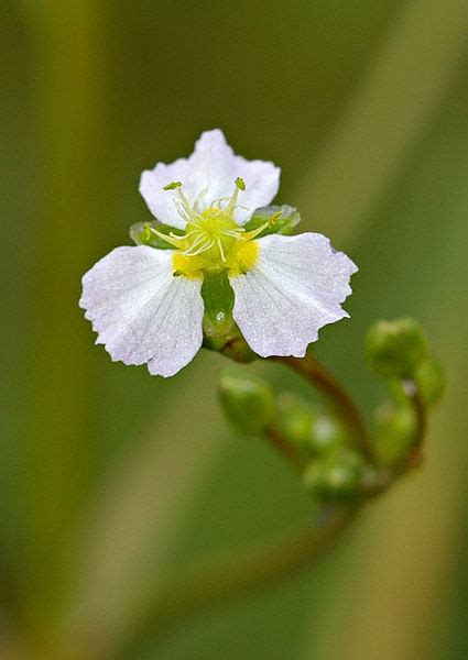 Alisma plantago-aquatica (European Water Plantain, Mad-Dog Weed, Water ...