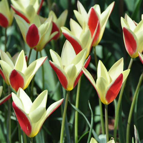 Clusiana Tulipbotanical Species Tulip Bulbs