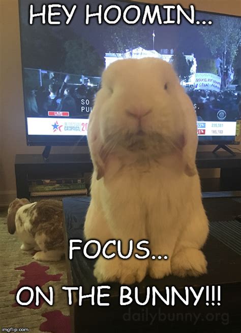 Bunny Imgflip