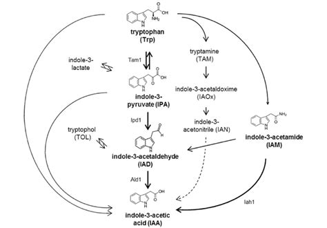 Biosynthetic Pathways Of Indole 3 Acetic Acid Reprinted With