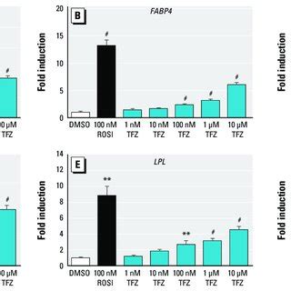 Effect Of TFZ On Adipo Genesis In 3T3 L1 Cells The Adipogenic Effect