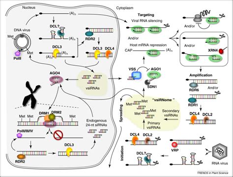 Virus Derived Small Interfering Rnas At The Core Of Plantvirus