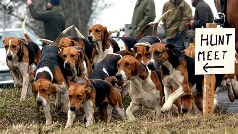 Escocia Proh Be La Caza Del Zorro Con M S De Dos Perros Y Asesta Un