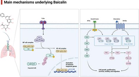 Frontiers Pharmacological Effects Of Baicalin In Lung Diseases