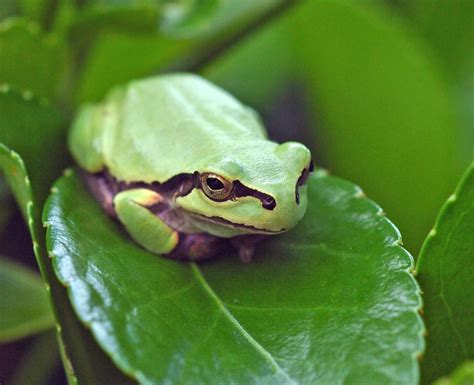 Japanese Tree Frog Nihon Ama Gaeru 日本雨蛙 Japanese Tree Fr Flickr