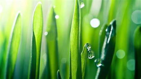 Fondos De Pantalla Luz De Sol Césped Gotas De Agua Verde Rocío