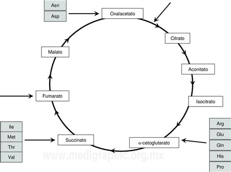 Diagrama Del Ciclo De Krebs Se Muestran Los Puntos Del Ciclo Donde Se