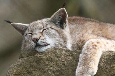 Unsere Tiere WildPark Schloss Tambach WildPark Schloss Tambach