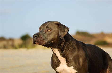 Blue Nose Pitbull: Your Complete Guide - Dog Academy