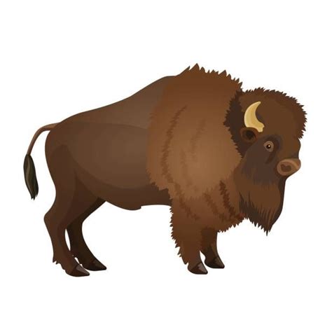 Best American Bison Illustrations Royalty Free Vector Graphics Clip