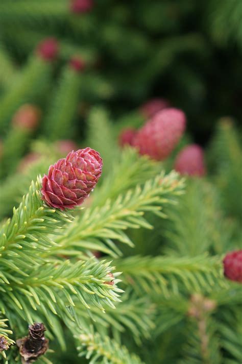 Picea Abies Pusch Norway Spruce 2 Karl Gercens Flickr