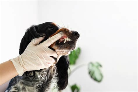 What Does It Mean When Dogs Show Their Teeth In Depth Understanding