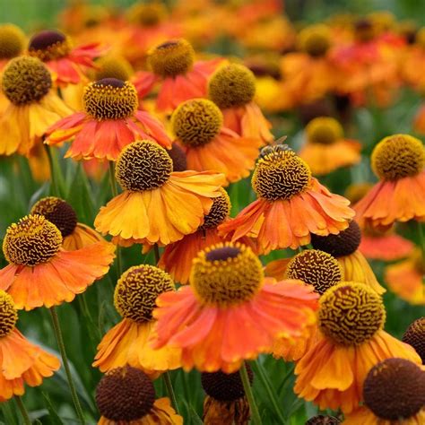 Helenium autumnale | Avant Gardens