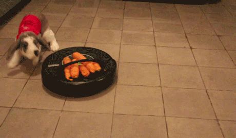 14 Carrot Rabbit GIFs - Find & Share on GIPHY