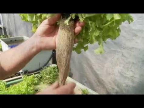 Aquaponics Floating Raft Plants YouTube