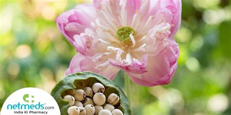 5 Fantastic Benefits Of Lotus Seeds For Overall Health