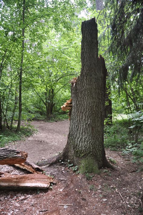 Free Images Forest Wood Trail Trunk Spring Broken Botany