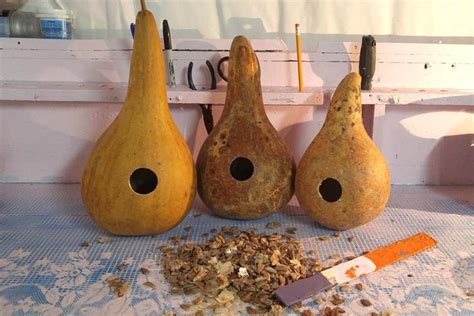 Gourd Birdhouses Seeds Gourds For Birds