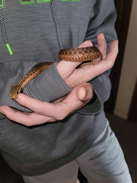 Is this a northern red bellied and garter snake crossbreed? There are
