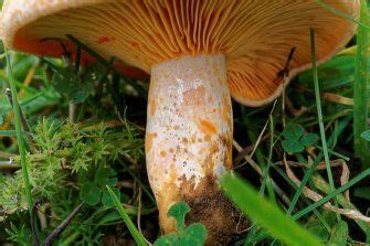 Lactarius Deliciosus The Ultimate Mushroom Guide Recipes