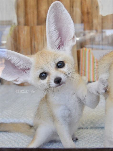 15 Interesting Facts About Fennec Foxes Artofit